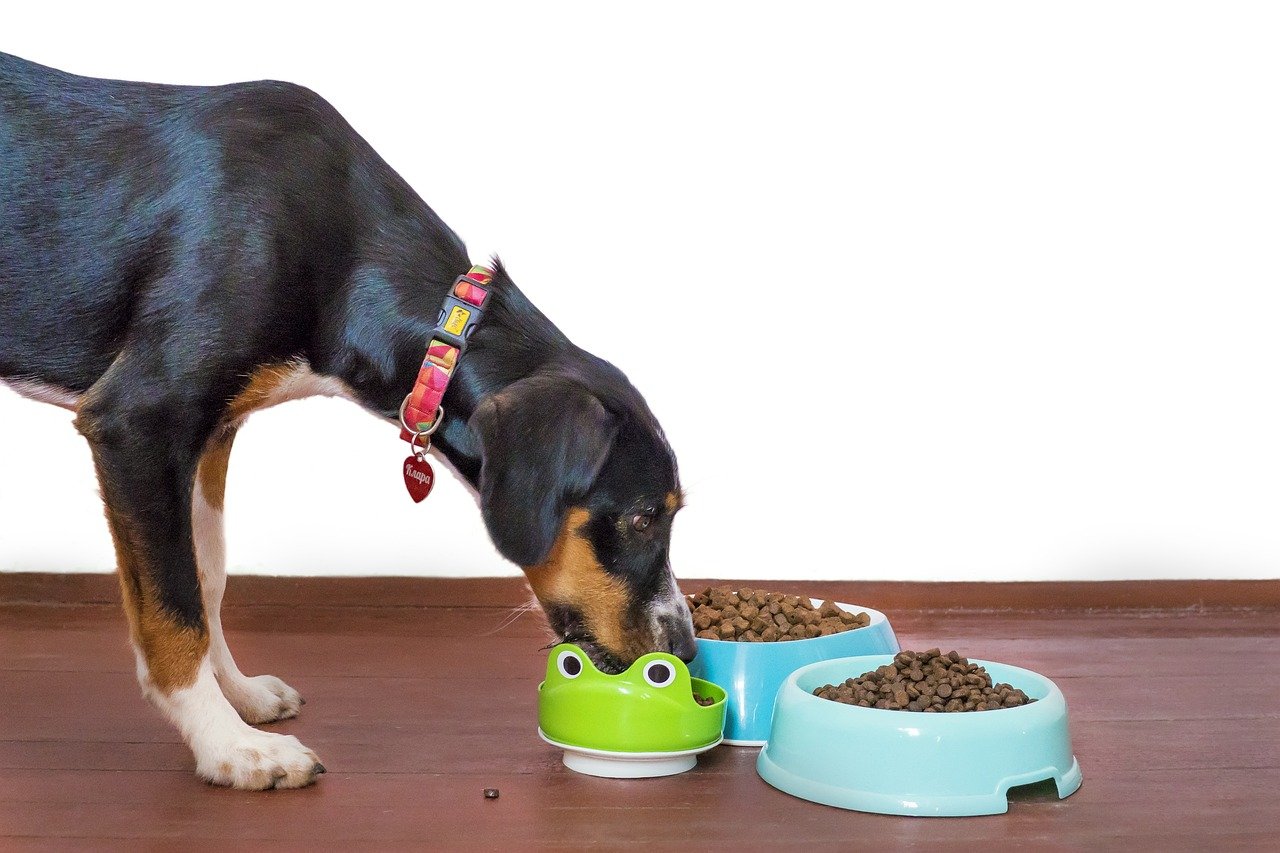 Imagem cachorro feliz comendo ração