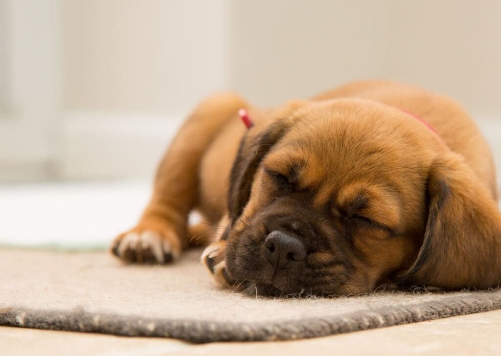 Filhote de cachorro vira lata